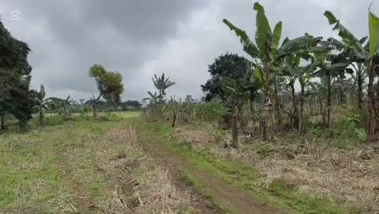 Large Land Estate for Sale - Buea